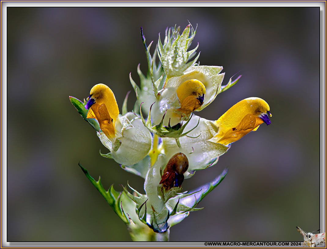 Rhinanthe crête de coq